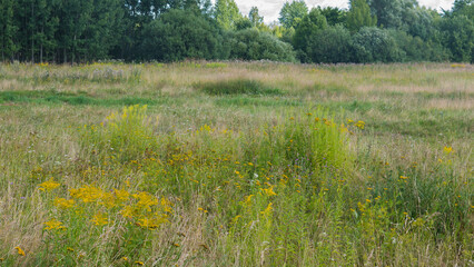 Uncut Wild Meadow with Goldenrod Tansy and Thistle Colonising Abandoned Grassland — Concept: Rewilding and Land Abandonment, Succession Ecology, Northern European Summer Landscape © Svetlana