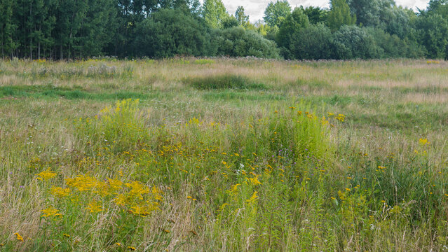 Uncut Wild Meadow with Goldenrod Tansy and Thistle Colonising Abandoned Grassland &mdash; Concept: Rewilding and Land Abandonment, Succession Ecology, Northern European Summer Landscape