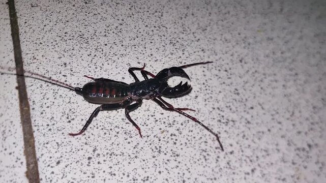 A whip scorpion from the Thelyphonida that is creeping on the floor.