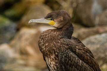 Cormorant portrait on the blurred background   Portret kormorana na rozmytym tle © Adrian White