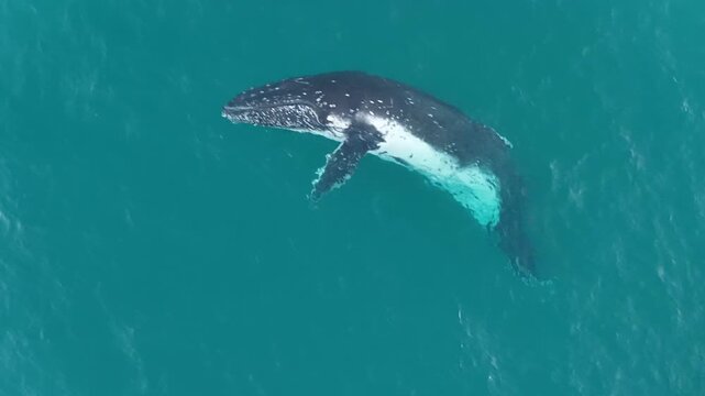Aerial view of a humpback whale surfacing in deep blue water, east coast Australia