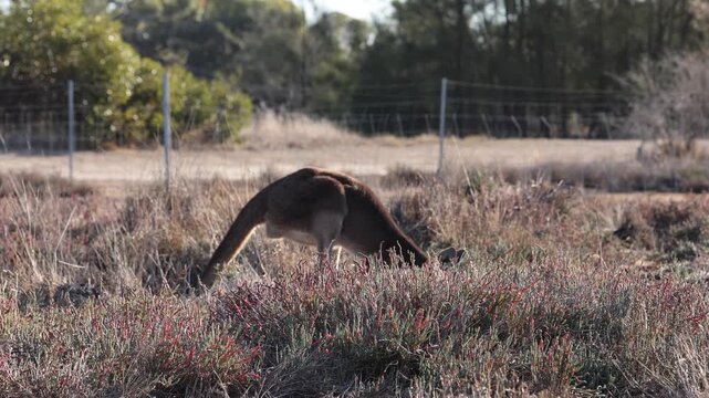 View of a kangaroo grazing in the dry grass of Heirisson Island with trees and a fence in the background in East Perth, Western Australia, Australia.