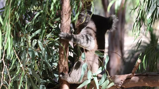 View of a koala climbing a eucalyptus tree with green leaves and textured bark in Lancelin, Western Australia, Australia.