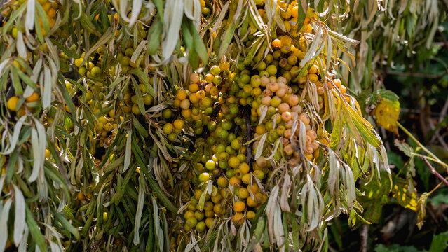Sea Buckthorn Berries Hippophae rhamnoides Ripening in Dense Clusters on the Branch &mdash; Concept: Superfood and Vitamin C Harvest, Wild Foraging, Coastal Shrub Cultivation
