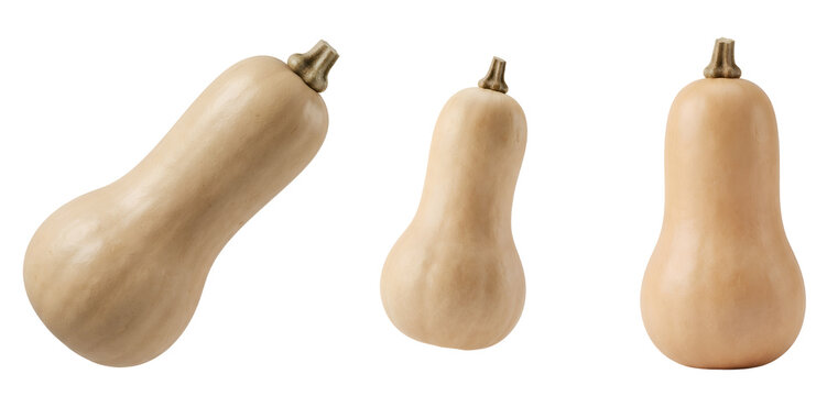 Three fresh organic butternut squash vegetables showing different angles and positions displayed with smooth skin textures and natural light highlights isolated purely on transparent background