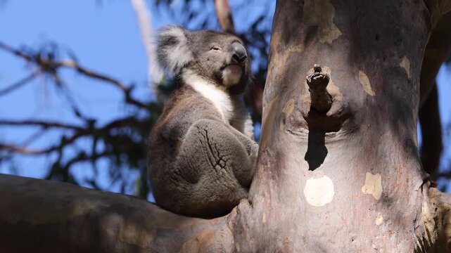 View of a koala perched on a branch of a eucalyptus tree under a clear blue sky in Lancelin, Western Australia, Australia.
