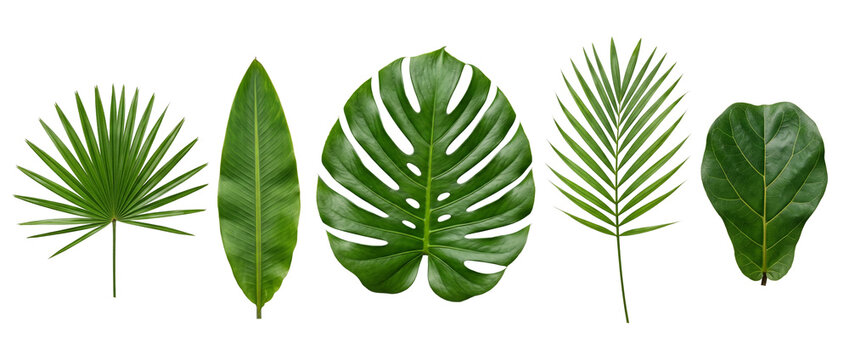 Tropical leaves monstera palm foliage set isolated on black background for exotic botanical design, summer nature element, flora collection featuring fiddle leaf fig and banana leaf branch.