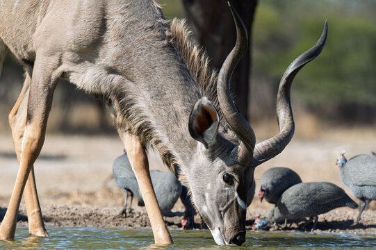 Male kudu with curled horns drinking at Kalahari waterhole