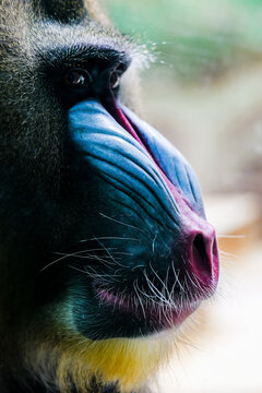 A close-up of the mandrill's brightly colored profile has a really strong visual impact
