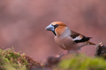 Fototapeta premium A male hawfinch in the nature habitat. Wildlife scene with a hawfinch. Sitta europaea