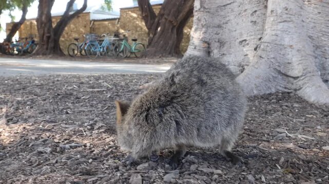 View of a quokka standing on the ground near a tree trunk on Rottnest Island, Western Australia, Australia.