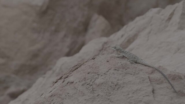 Close up of a small lizard sitting on a textured clay rock in a desert canyon, flat log profile
