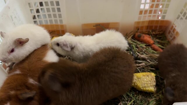 Adorable Guinea Pig Sitting Inside a Box at Home