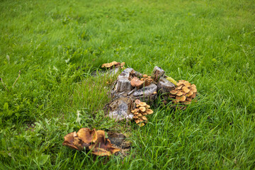 mushroom in the grass © Mariia RUMEX