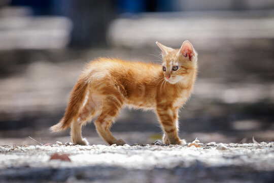 Kitti