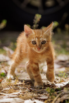 Kitti