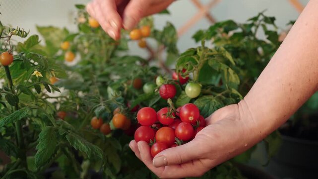 Close-up of a woman harvesting ripe cherry tomatoes and collecting them in her hands in a lush urban balcony garden