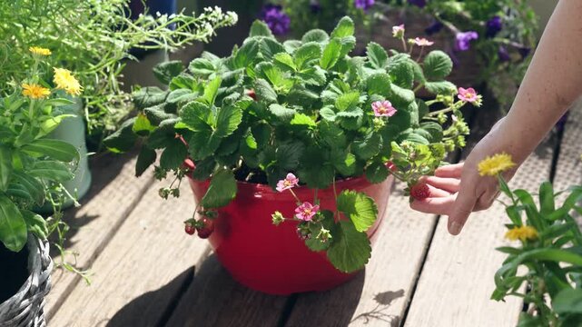 Close-up of a woman gently holding and checking a ripe strawberry growing in a lush potted strawberry plant on a sunny urban balcony
