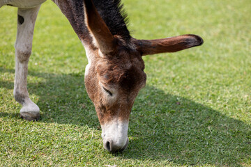 Close up profile portrait of a donkey eating green grass on the farm © Владислав Легір