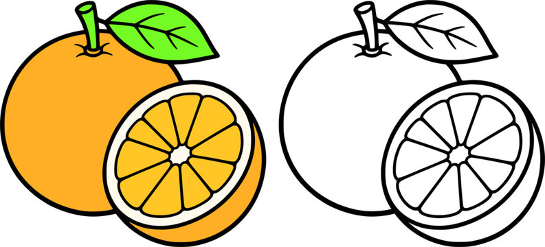 Orange fruit illustration icon in line art style and colored, coloring page for kids