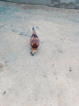 Young native country chicken pecking at ground on concrete surface