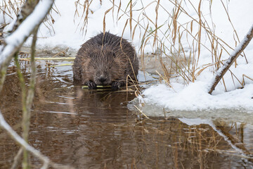 Eurasian beaver (Castor fiber) sitting in cold water and chewing on a green stem surrounded by ice and snow in winter outdoors, Latvia. © Gatis