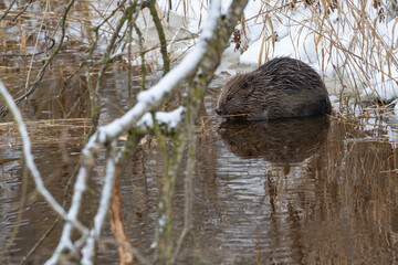 Eurasian beaver (Castor fiber) sitting in cold water and chewing on a green stem surrounded by ice and snow in winter outdoors, Latvia. © Gatis