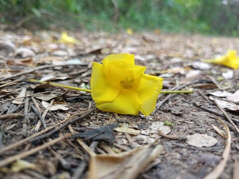 Fallen yellow oleander flower Cascabela thevetia on natural ground