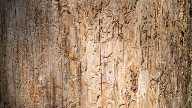 Old wood texture damaged by bark beetle larvae. Weathered tree trunk surface with insect tunnels and cracks.