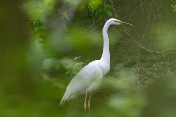 Great egret (Ardea alba) standing in a shallow stream framed by lush out-of-focus green leaves in spring. Wildlife profile portrait. © Gatis