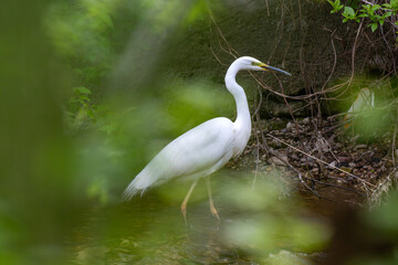 Great egret (Ardea alba) standing in a shallow stream framed by lush out-of-focus green leaves in spring. Wildlife profile portrait. © Gatis