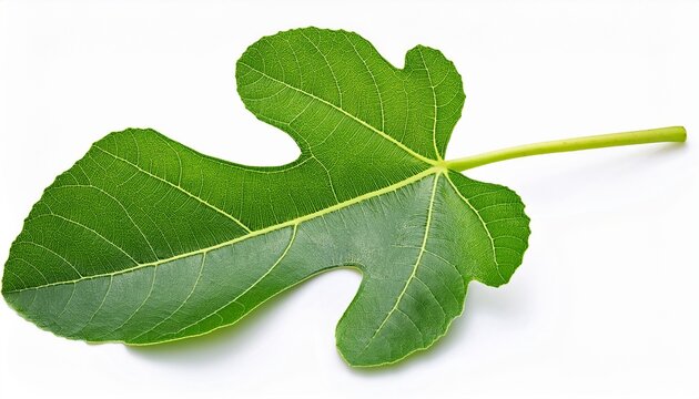 green fig leaf with stem green leaf isolated on a white background