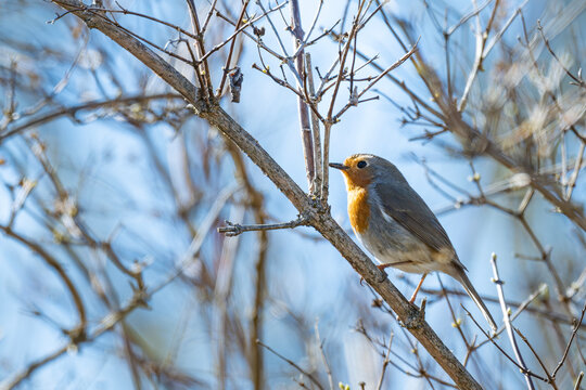 European robin (Erithacus rubecula) resting on a bare tree branch in profile against a soft blue sky background in early spring nature.