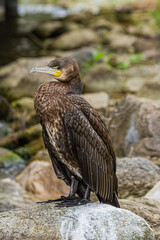 Cormorant portrait on the blurred background   Portret kormorana na rozmytym tle © Adrian White