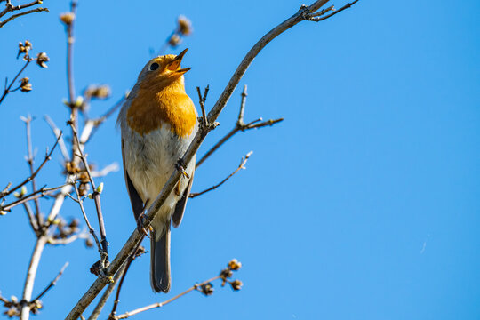 European robin (Erithacus rubecula) singing perched on a tree branch against a clear blue sky in early spring. Beautiful wildlife songbird portrait.