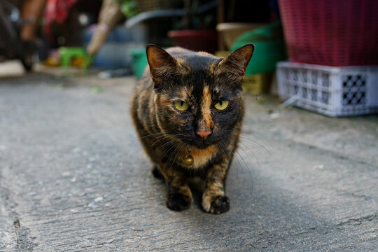 A Tortoiseshell cat looking away from the camera while sitting on the concrete pavement
