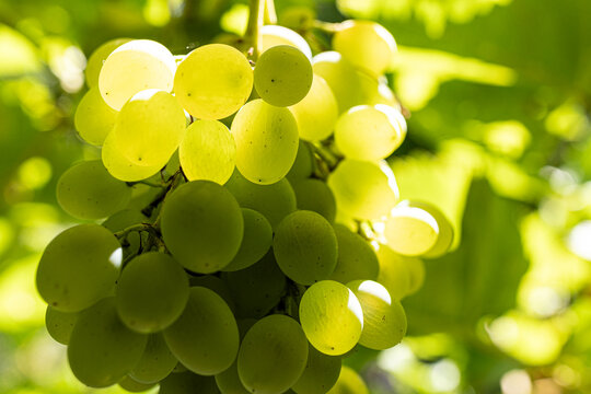 weinlese