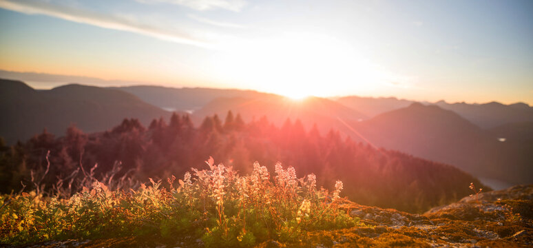 Sunny meadow