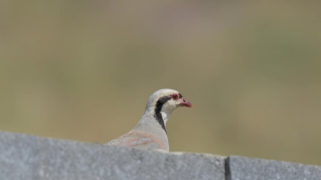 A beautiful Chukar partridge (Alectoris chukar) standing alert on a roadside stone barrier on the way to Nemrut Crater Lake in Bitlis, Turkey.