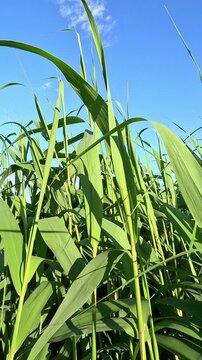 Tall green corn leaves sway gently in the wind under a bright blue sky with light clouds. The low angle view shows tall stalks swaying slowly on a sunny summer day in an open field.