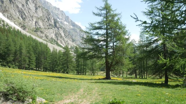 Green meadows with dandelion in the famous Ferret Valley, Courmayeur, Aosta Valley, Italy, under the famous mountain named "Grandes Jorasses". Big tree in foreground reveal.