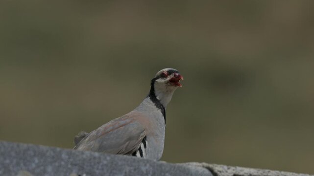 A beautiful Chukar partridge (Alectoris chukar) standing alert on a roadside stone barrier on the way to Nemrut Crater Lake in Bitlis, Turkey.