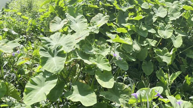 Giant elephant ear (Colocasia gigantea) growing under sunlight in Vietnam, with large green leaves creating a lush tropical vegetation scene.