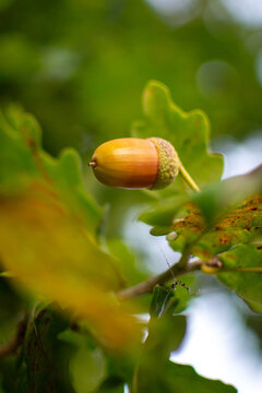 Early Autumn Acorn in Soft Morning Sunlight