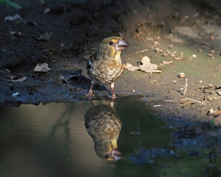 Juvenile hawfinch (Coccothraustes coccothraustes) drinking from a forest stream with a perfect reflection in autumn