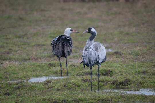 湿地に佇む珍鳥クロヅルと絶滅危惧種ナベヅル。図鑑や環境保全コラムに最適な貴重な野生のツルの写真