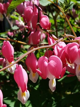 bleeding heart (Lamprocapnos spectabilis)