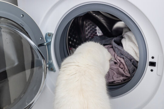 Curious cat looking into open washing machine drum