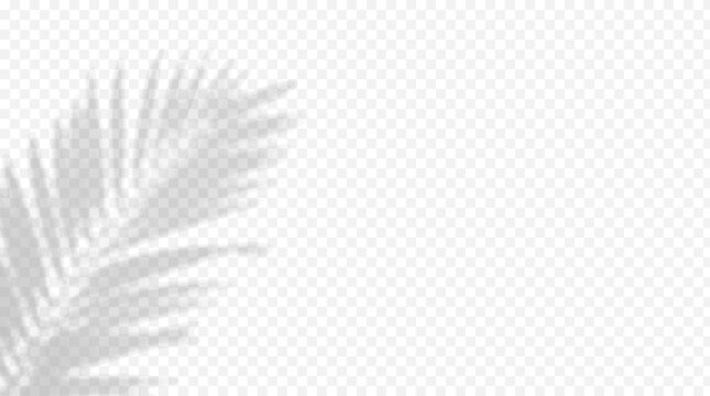 Easy to edit layered vector shadow. Tropical palm leaf on transparent checkerboard background. Adjust tonal layer opacity to control shadow intensity and perceived softness.