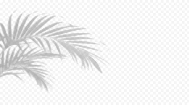 Easy to edit layered vector shadow. Palm leaves on transparent checkerboard. Adjust tonal layer opacity to control shadow intensity and perceived softness.